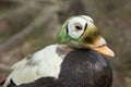 Spectacled Eider duck Royalty Free Stock Photo