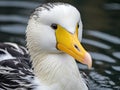 Spectacled Eider  Made With Generative AI illustration Royalty Free Stock Photo