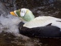 Spectacled Eider