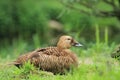 Spectacled eider