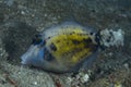 Spectacled Filefish Cantherhines fronticinctus