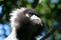 Spectacled Langur