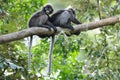 Spectacled langur on branch