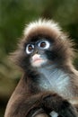 Spectacled langur monkey portrait