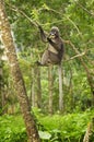 Spectacled Langur Monkey