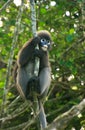 Spectacled langur sitting in a tree, Ang Thong National Marine P