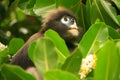 Spectacled langur sitting in a tree, Ang Thong National Marine P