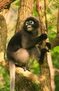 Spectacled langur sitting in a tree, Ang Thong National Marine P