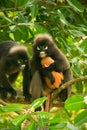 Spectacled langur sitting in a tree with a baby, Ang Thong National Marine Park, Thailand