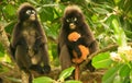 Spectacled langur sitting in a tree with a baby, Ang Thong National Marine Park, Thailand