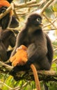 Spectacled langur sitting in a tree with a baby, Ang Thong National Marine Park, Thailand