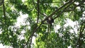 Spectacled monkey sitting on a tree with its tail down, later briskly escapes. View from below.