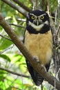 Spectacled Owl Pulsatrix perspicillata