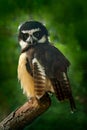 Spectacled Owl, Pulsatrix perspicillata, big owl in the nature habitat, sitting on the green spruce tree branch, forest in the bac