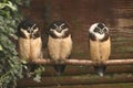 Spectacled Owl - Pulsatrix perspicillata