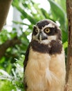 The Spectacled Owl Pulsatrix perspicillata