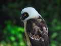 The Spectacled Owl (Pulsatrix perspicillata) Looking back with one eye visible