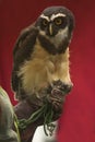 The spectacled owl Pulsatrix perspicillata.