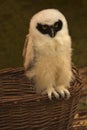 Spectacled Owl Pulsatrix perspicillata.