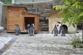 Spectacled penguins. Zoo. Russia. Krasnoyarsk Royalty Free Stock Photo