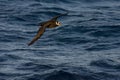 Spectacled Petrel, Procellaria conspicillata