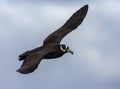 Spectacled Petrel, Procellaria conspicillata