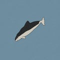 Spectacled porpoise. Vector hand drawn cartoon childish illustration on the blue background. Polar animal in Antarctica