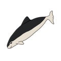 Spectacled porpoise. Vector hand drawn cartoon childish isolated illustration on the white background. Polar animal in