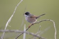 Spectacled warbler, Sylvia conspicillata bella