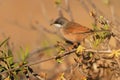 Spectacled Warbler - Sylvia conspicillata