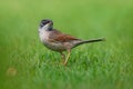 Spectacled Warbler - Sylvia conspicillata on island Boa Vista