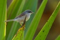 Spectacled Warbler - Sylvia conspicillata on island Boa Vista