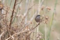 Spectacled warbler (Curruca conspicillata) on a branch