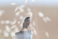 Spectacled warbler (Curruca conspicillata) on a branch