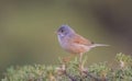 Spectacled warbler (Sylvia conspicillata) is song bird.