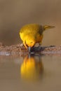 The spectacled weaver Ploceus ocularis in the small pond. A small yellow weaver drinks from a small waterhole. Yellow bird on a