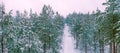 Spectacular Aerial panoramic photo over Snow Covered young pine tree forest above small road in fresh Winter Landscape In Northern Royalty Free Stock Photo