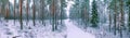Spectacular Aerial panoramic photo Of very low fly through Snow Covered forest above small road in fresh Winter Landscape In Royalty Free Stock Photo