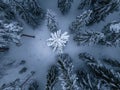 Spectacular aerial top down view on snow covered dark pine tree forest after snowfall, white winter landscape In Northern Sweden, Royalty Free Stock Photo
