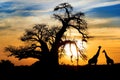 African sunset Baobab Giraffe Royalty Free Stock Photo