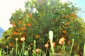 Spectacular and amazing orange tree under the sunlight beside poppies. Royalty Free Stock Photo