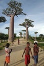 Baobab trees and the locals in Morondava, Madagascar