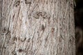 Spectacular background with the texture of the crust of an old tree. Cicada disguised in the center of the frame