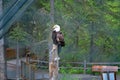 Spectacular bald eagle caged among vegetation and tree trunks in Alaska, USA, United States of America