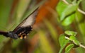 Spectacular beautiful butterfly on the leaf of a plant Royalty Free Stock Photo