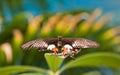 Spectacular beautiful butterfly on the leaf of a plant Royalty Free Stock Photo