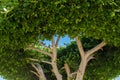 Spectacular beautiful round crown of bay laurel tree, bottom view focus Royalty Free Stock Photo