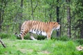 Spectacular Bengal tiger walking in lush vegetation in a zoo in Alaska, USA, United States of America Royalty Free Stock Photo
