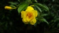 Spectacular in bloom, golden yellow trumpet flower after rain