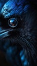 Spectacular Blue-Eyed Raven Closeup with Glossy Feathers.